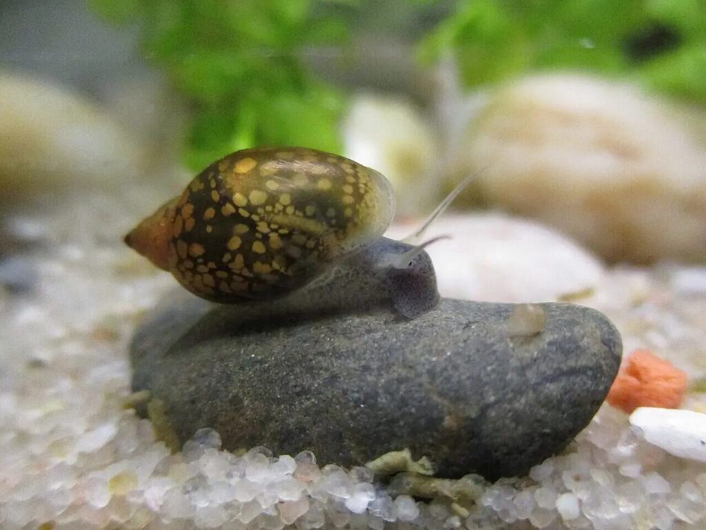 A mottled Physella acuta bladder snail moving across a dark stone in an aquarium.