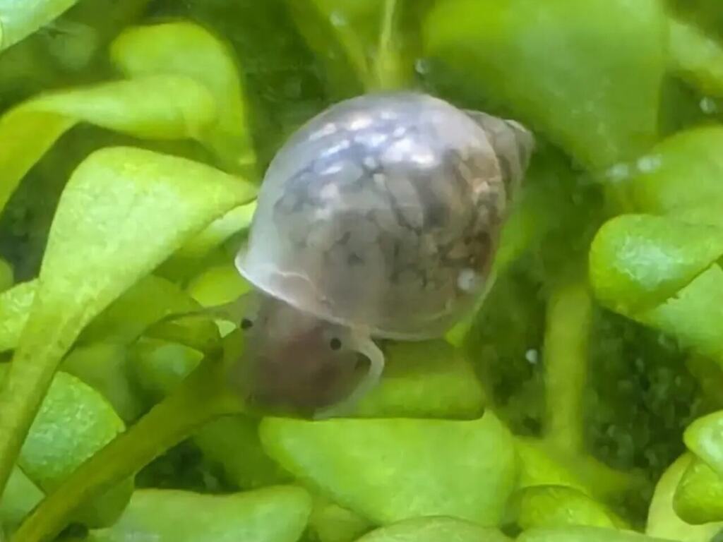 A translucent bladder snail resting among small green aquarium leaves.