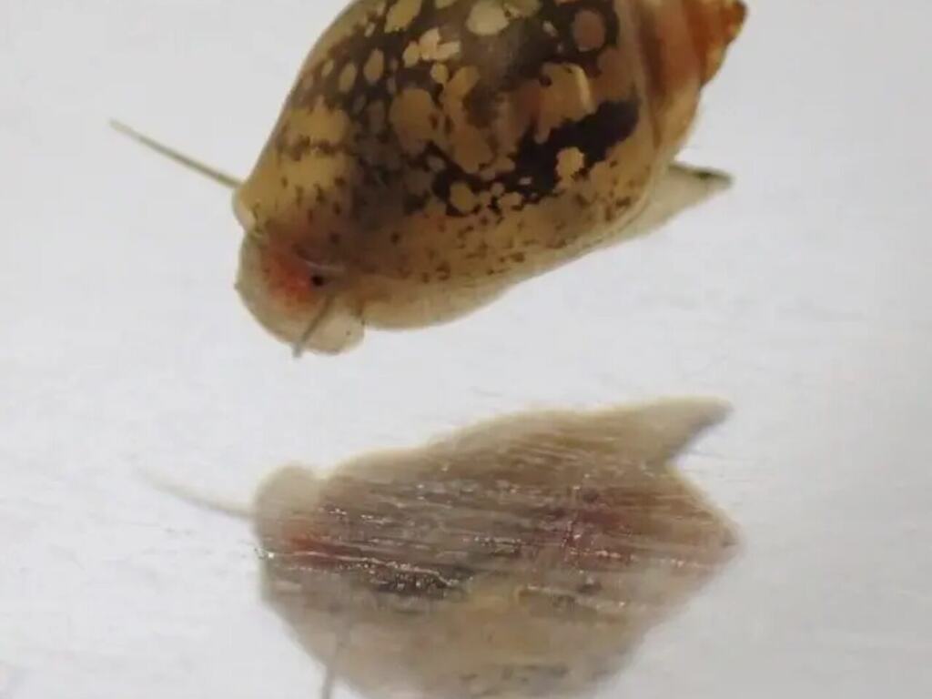 Side and underside reference views of a Physella acuta bladder snail.
