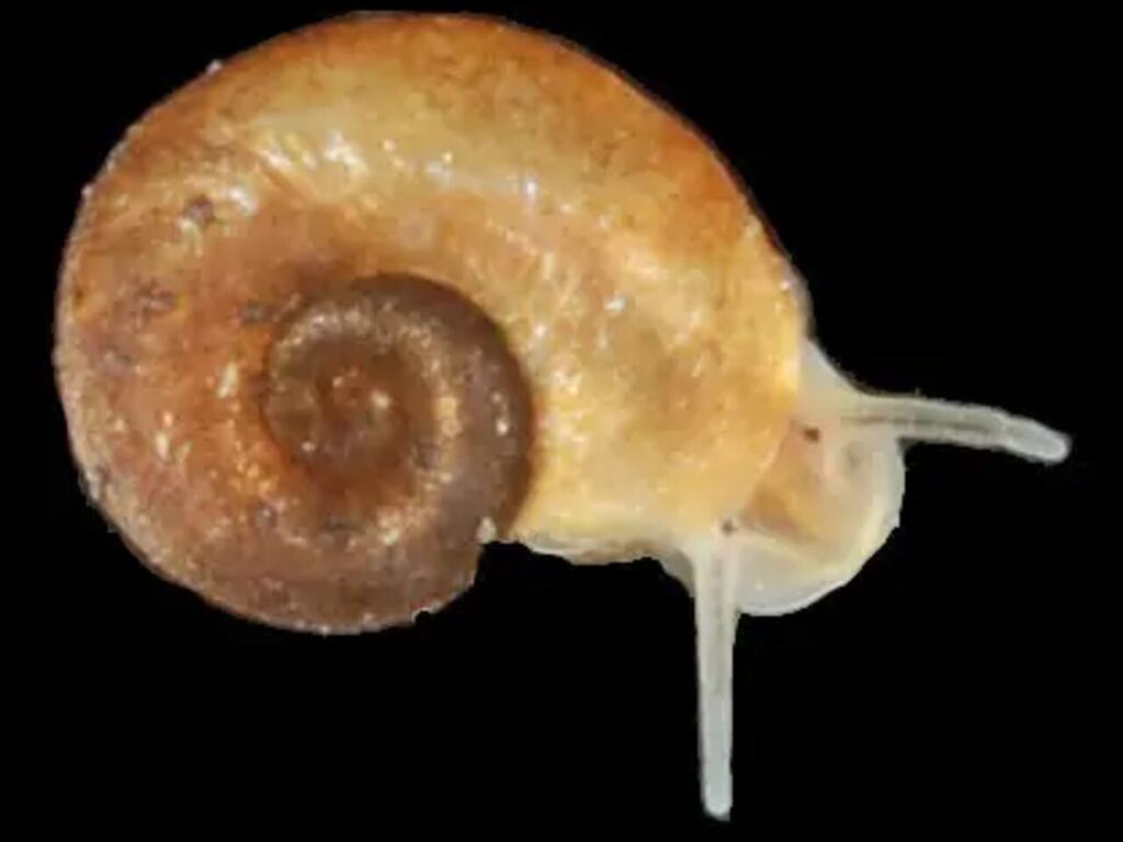 A small Gyraulus parvus shell and living body photographed against a dark background.