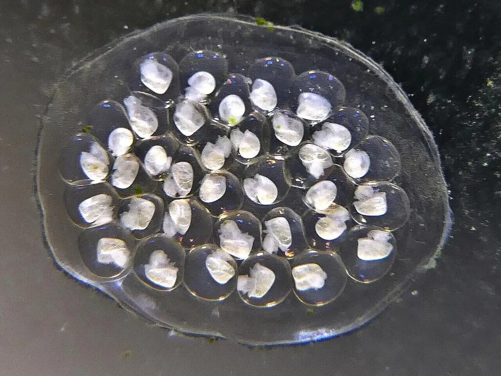 A clear gelatinous ramshorn snail egg mass attached to aquarium glass.
