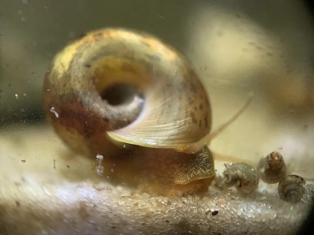 A live Planorbella duryi ramshorn snail viewed from the side in an aquarium.