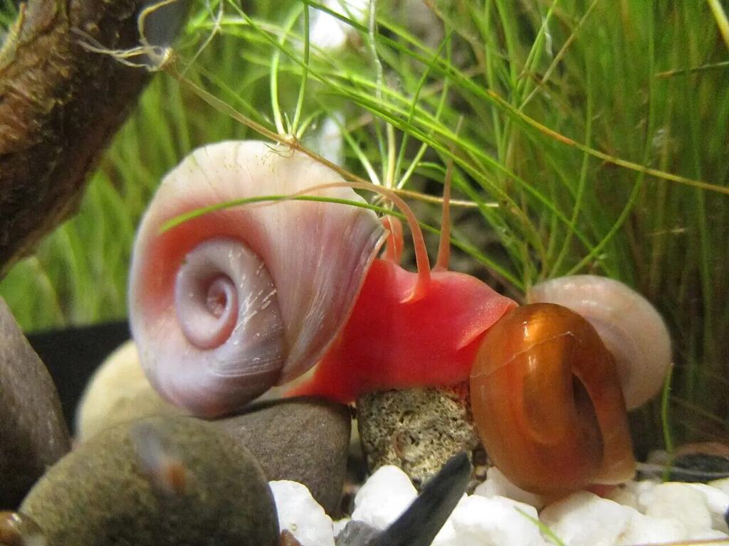 Several captive ramshorn snails showing pale pink, red, and orange colour forms.