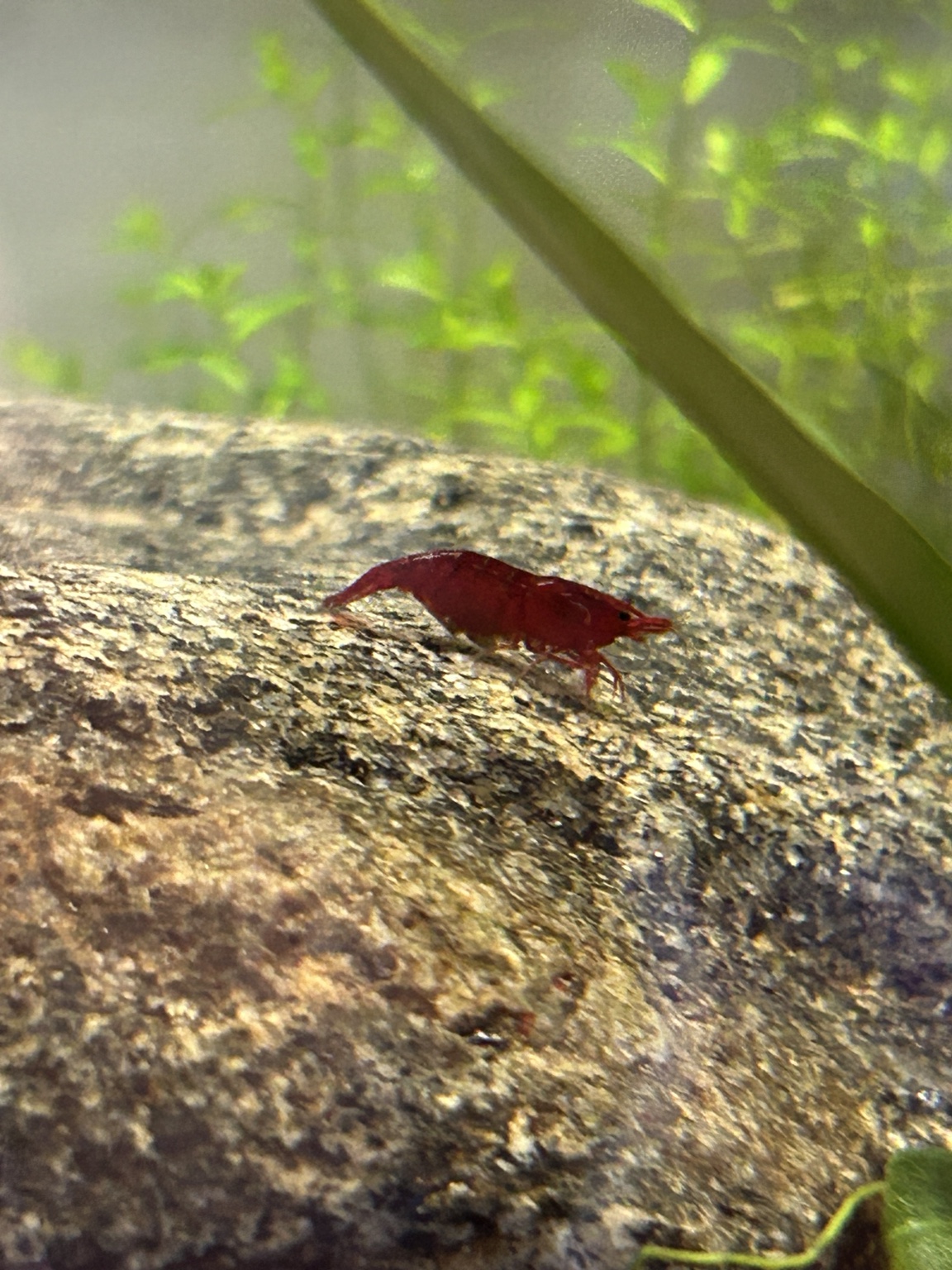 A Bloody Mary Neocaridina shrimp from the Introverted Invertebrates room grazing on rockwork.