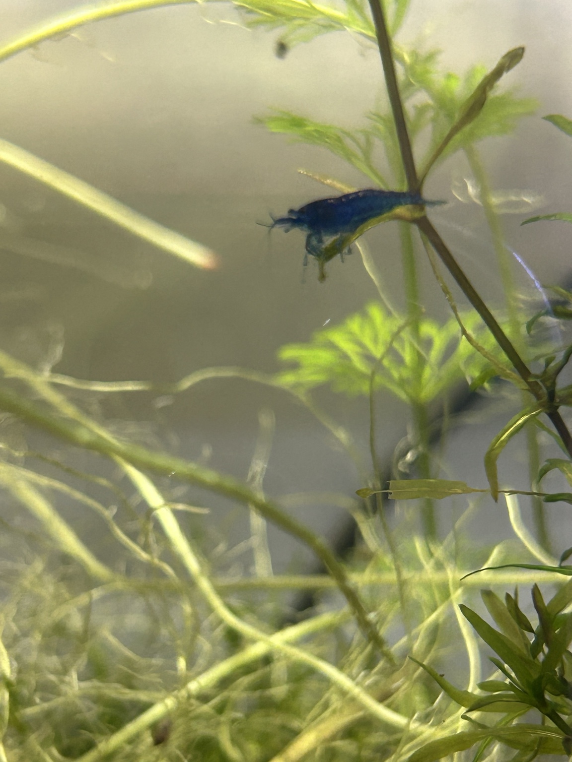 A Blue Diamond Neocaridina shrimp from the Introverted Invertebrates room resting on a plant stem.