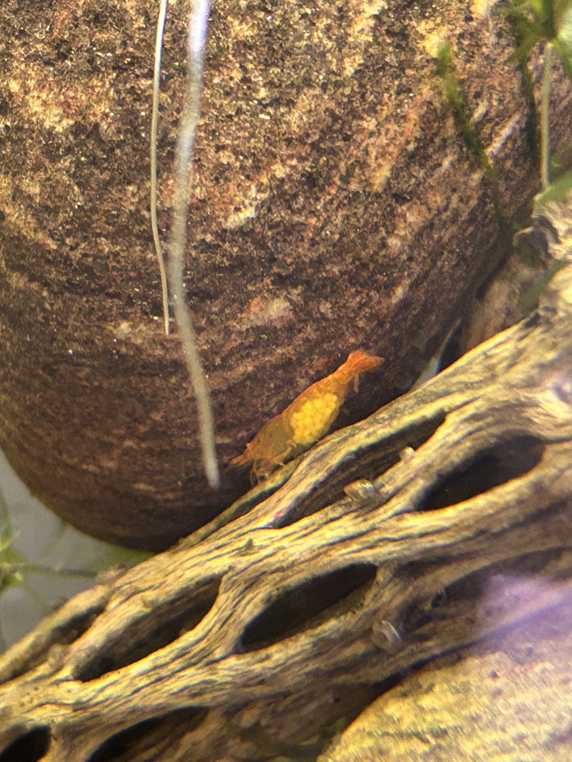 A berried Sunkist Orange Neocaridina shrimp from the Introverted Invertebrates room on cholla wood.