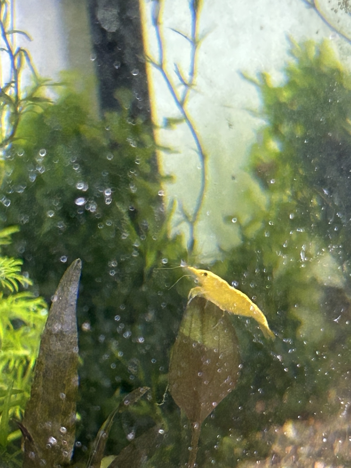 A Yellow Fire / Goldenback Neocaridina shrimp from the Introverted Invertebrates room resting on a leaf.