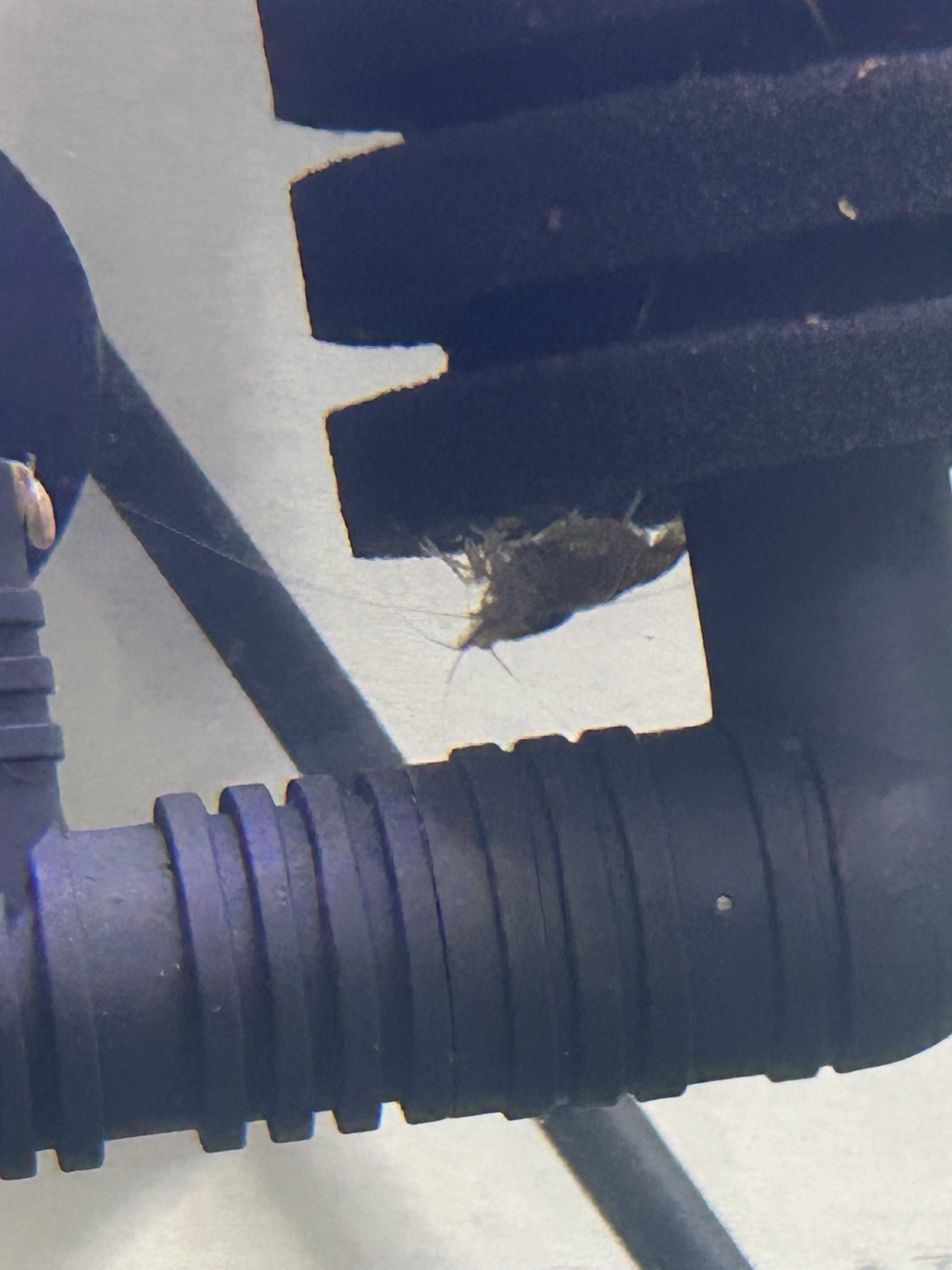 A wild Amano shrimp from the Introverted Invertebrates room perched on the sponge filter.