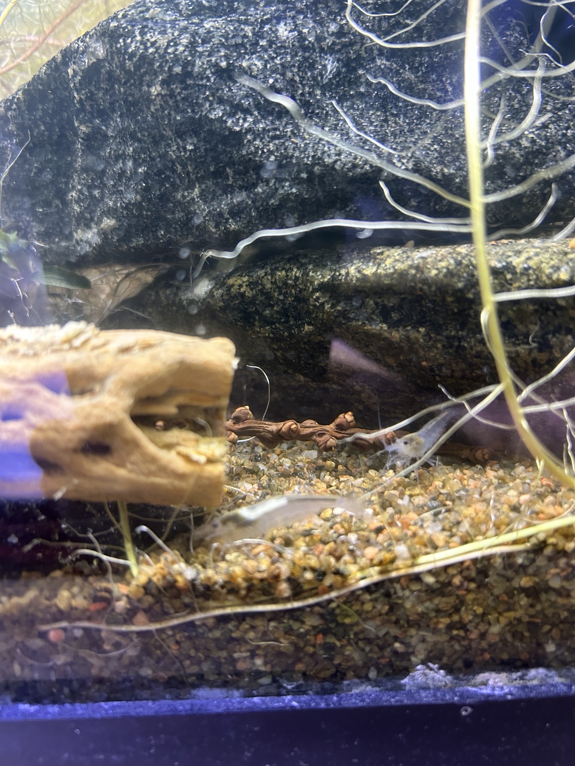 Several white captive-bred Amano shrimp grazing around stone and cholla wood.
