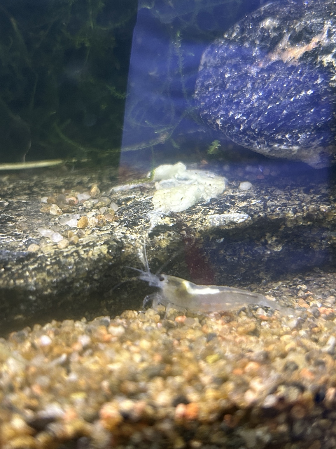 A white captive-bred Amano shrimp beside the rockwork in the Introverted Invertebrates room.