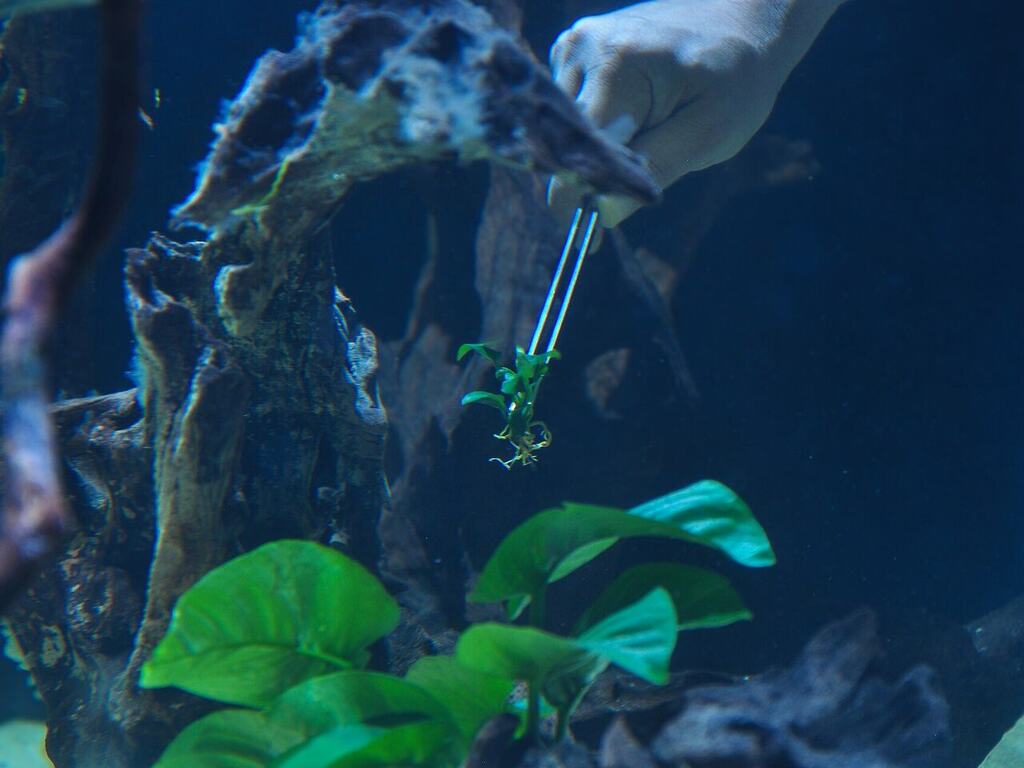 An aquascapist placing a small Anubias plant onto aquarium hardscape.