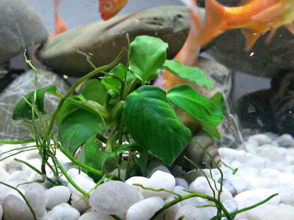 A compact Anubias trade form growing on aquarium hardscape.