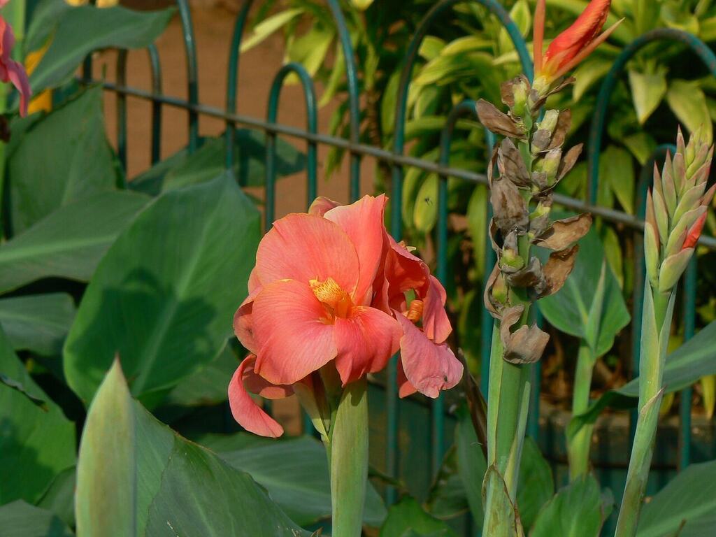 A Canna indica reference plant with broad leaves and coral flowers.
