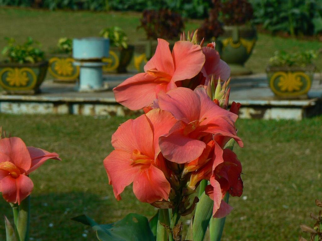 A second Canna indica reference showing flowers and tall emergent growth.