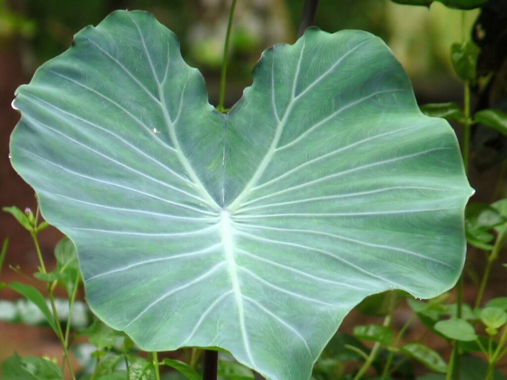 A large heart-shaped Colocasia esculenta leaf.
