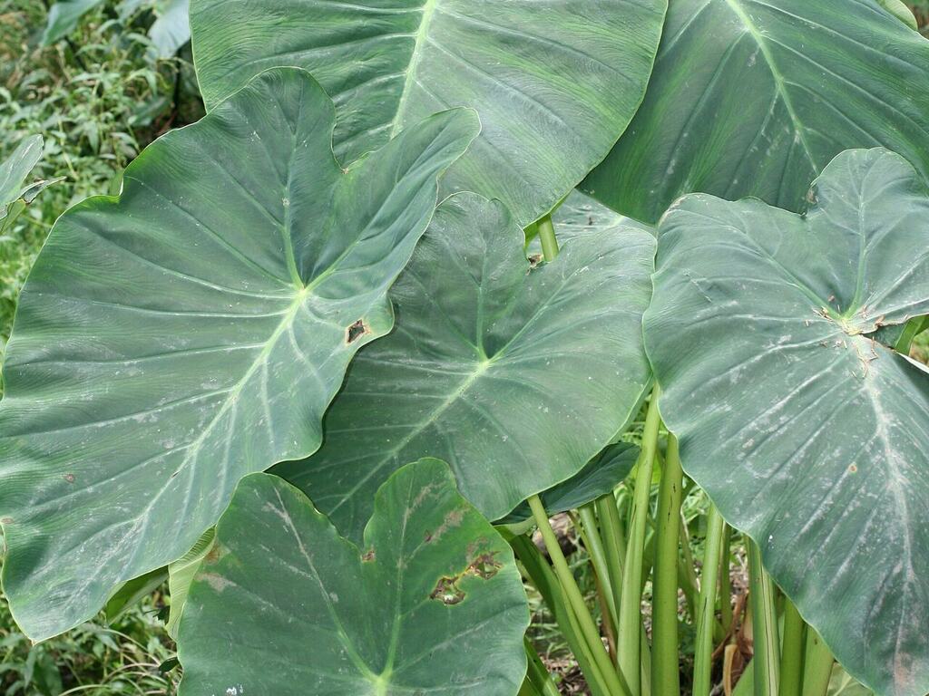 A stand of Colocasia esculenta showing tall petioles and broad leaves.