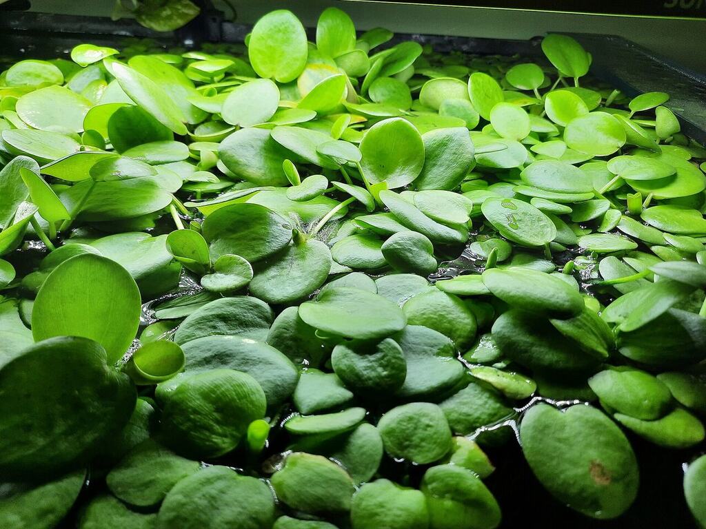 Amazon frogbit rosettes floating across an aquarium surface.