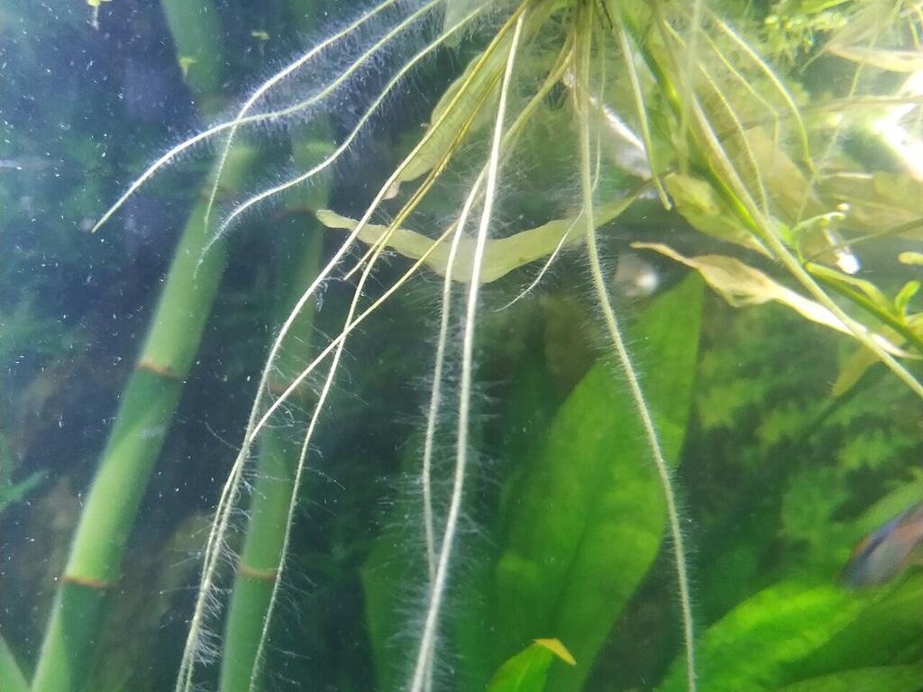 Long pale roots hanging below an Amazon frogbit rosette.