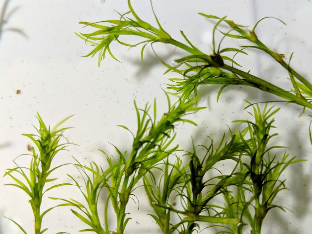 Live Najas guadalupensis with narrow leaves on branching stems.