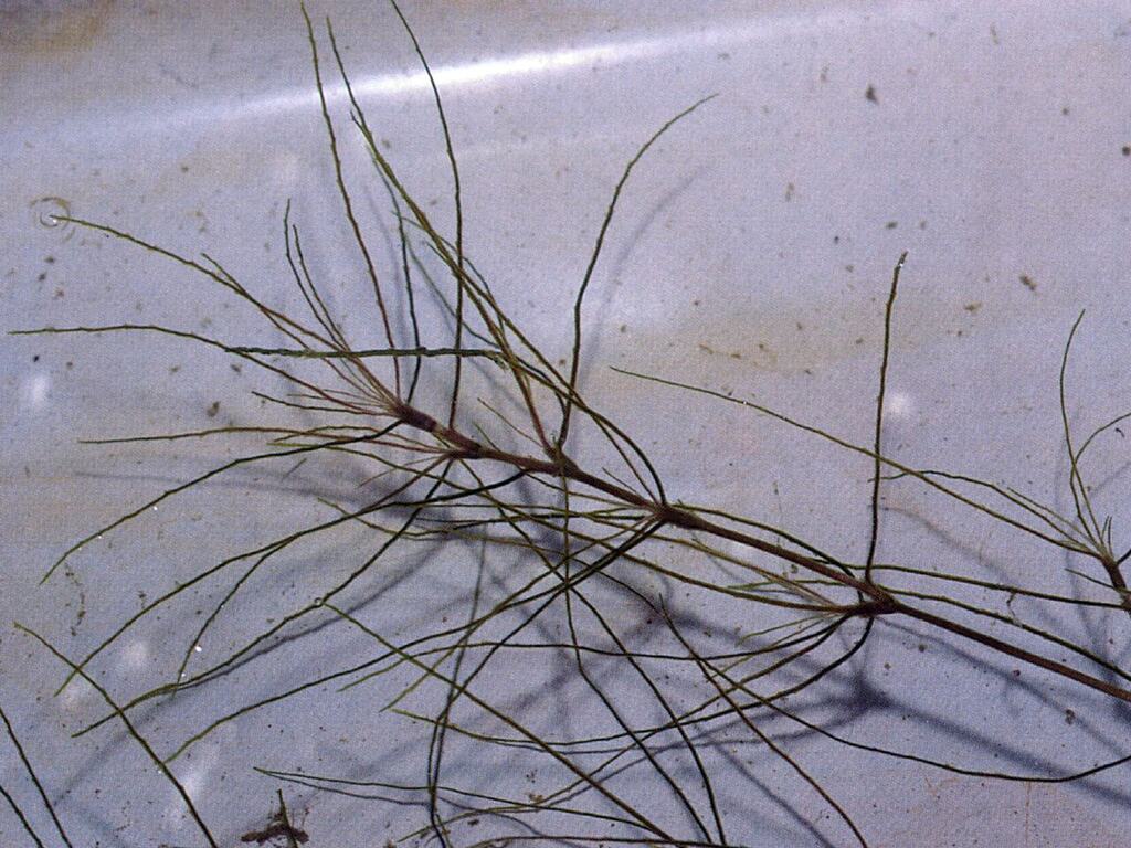 A herbarium-style Najas guadalupensis specimen showing fine branching stems.
