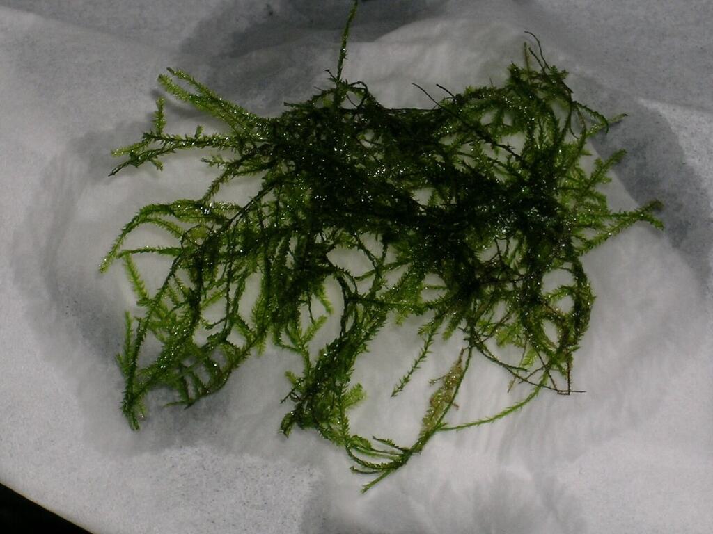 A loose portion of dark green aquarium moss.