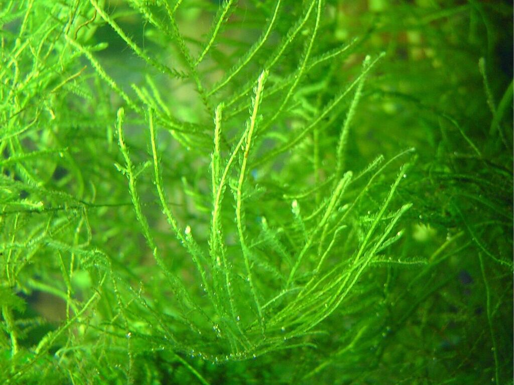 Fine green Java moss branching underwater.