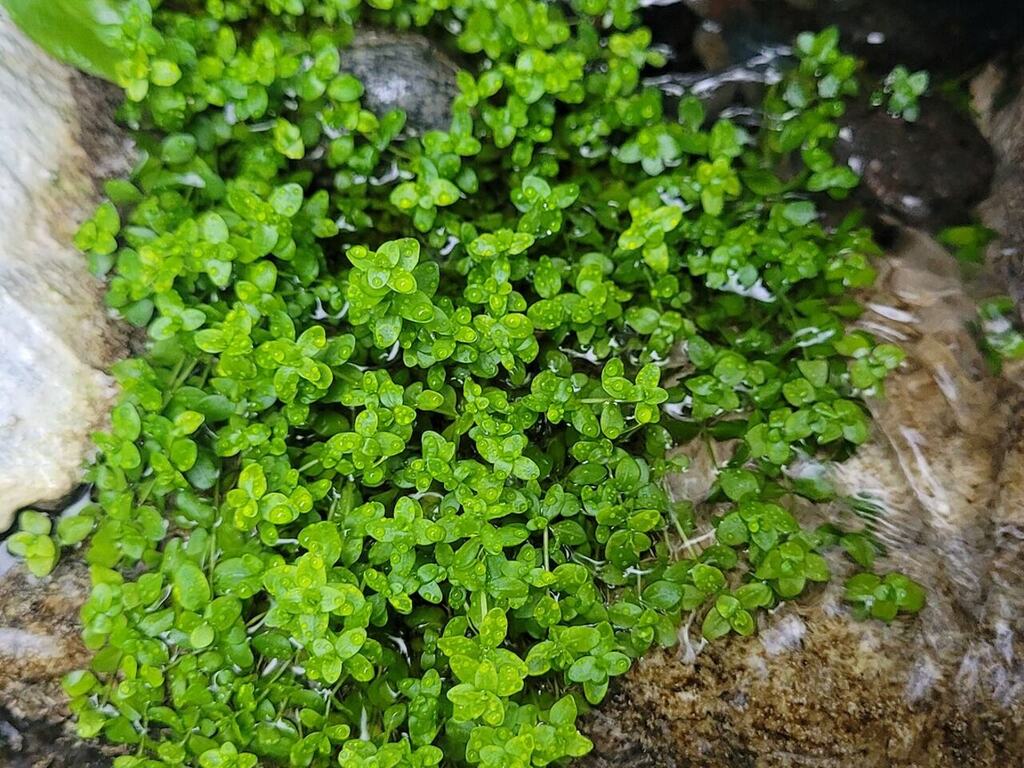 Micranthemum glomeratum growing as a bright green emersed mat.