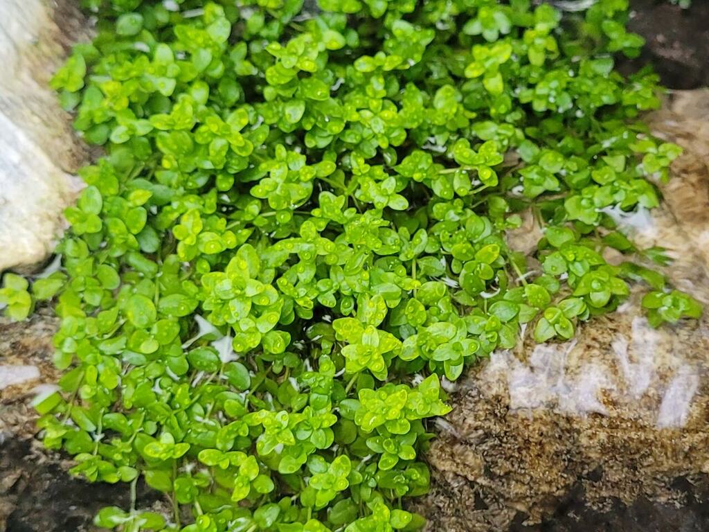 Close view of small paired leaves on Micranthemum glomeratum stems.