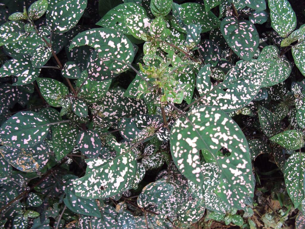 A dense stand of pink-spotted Hypoestes phyllostachya leaves.