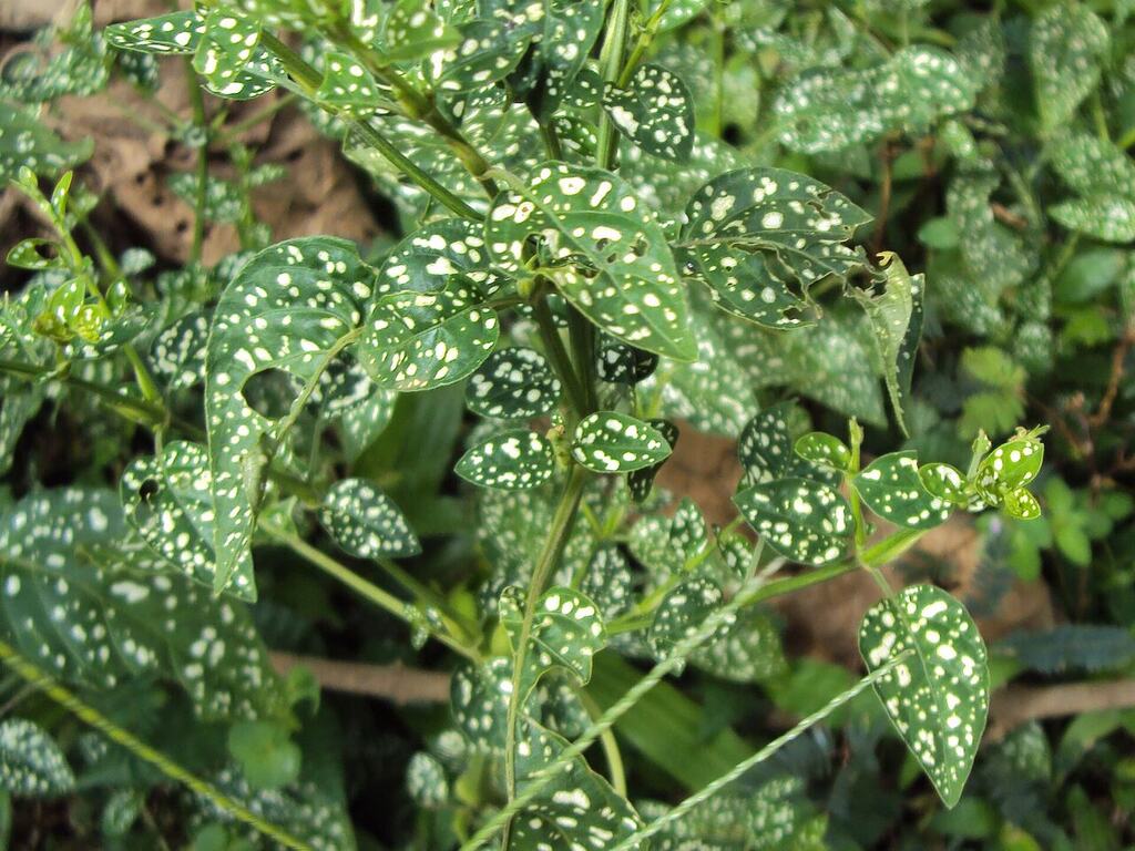 Green and white spotted leaves on a polka dot plant.