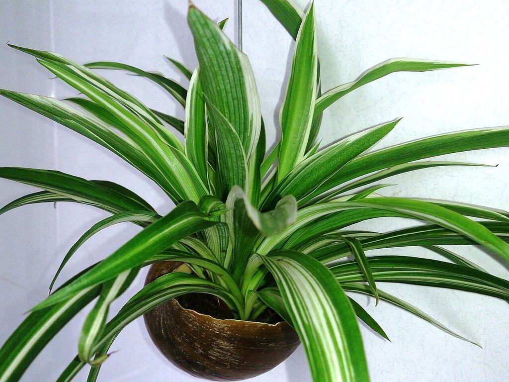 A variegated spider plant growing in a pot.
