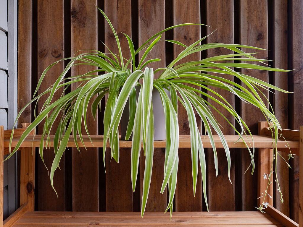 A mature spider plant with arching leaves and hanging plantlets.