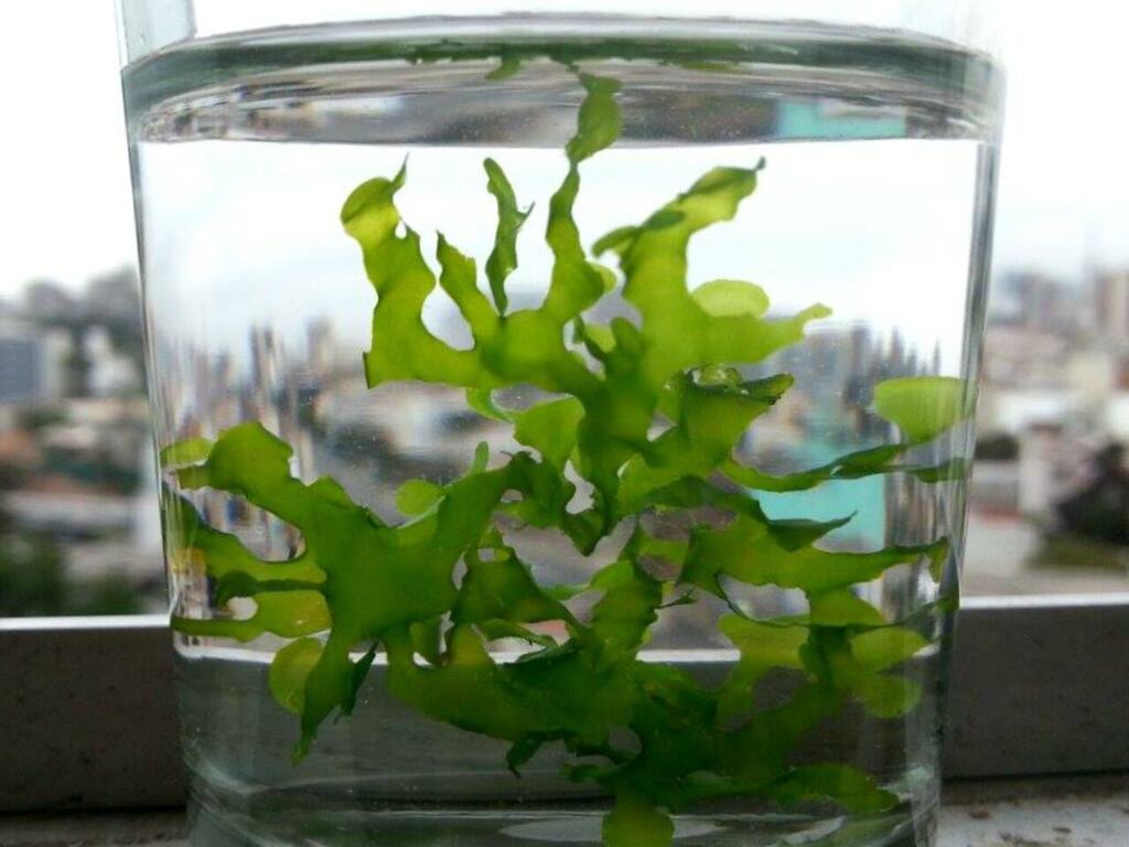 A green Süsswassertang fern gametophyte growing submerged in a glass vessel.