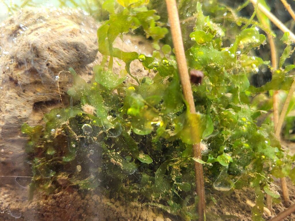 A Lomariopsis gametophyte showing its branching ribbon-like growth in humid habitat.