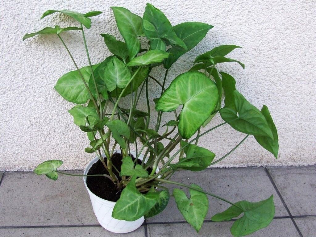 A potted Syngonium podophyllum showing juvenile arrow-shaped leaves.