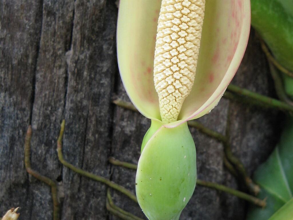 A Syngonium podophyllum inflorescence and climbing stem.